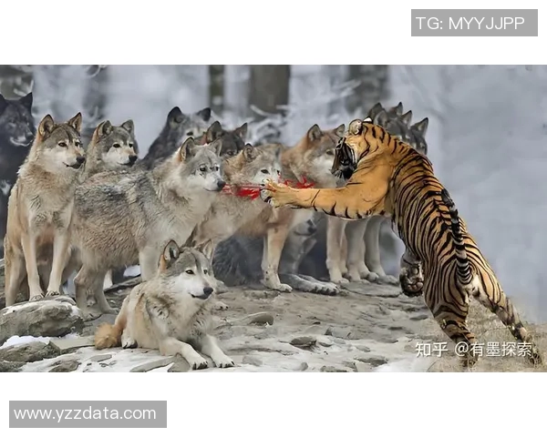老虎与猛龙的巅峰对决谁将成为森林之王的霸主
